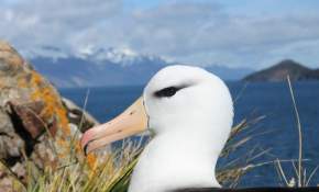 Científicos se unen para avanzar en el conocimiento de la fauna marina de Patagonia en las costas de Tierra del Fuego