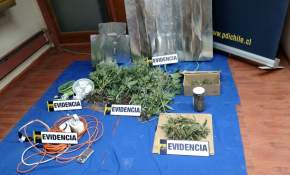 En Puerto Natales PDI desbarata cultivo y venta de marihuana 