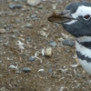 Pingüinos de Isla Santa Magdalena