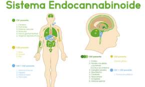 Cannabis medicinal: una breve guía sobre usos y efectos
