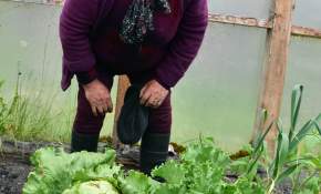 Orgullo regional: Agricultora de Puerto Williams cultiva las lechugas más australes del planeta [FOTOS]