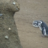 Pingüinos de Isla Santa Magdalena